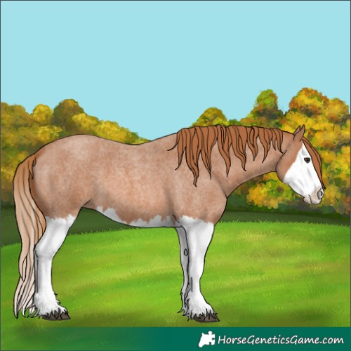 Horse Color:Red Roan Splash 