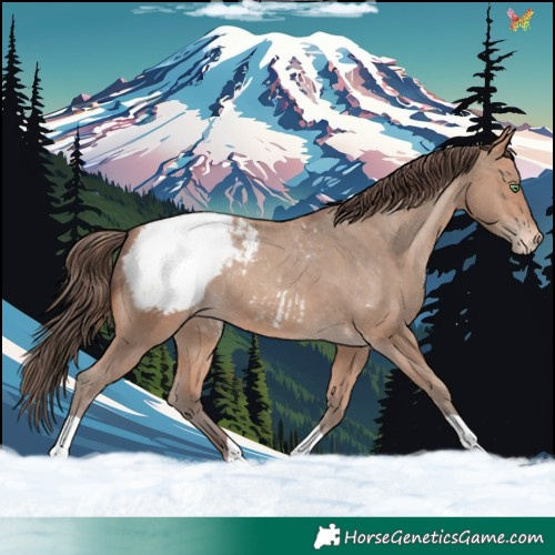 Horse Color:Amber Champagne Appaloosa 