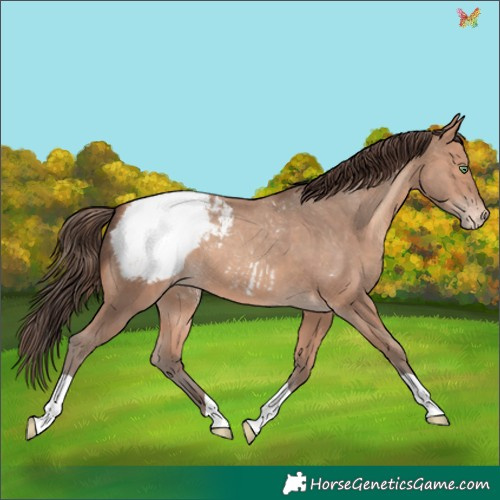 Horse Color:Amber Champagne Appaloosa 