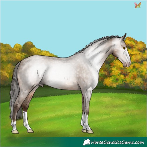 Horse Color:Gray Amber Champagne Appaloosa 