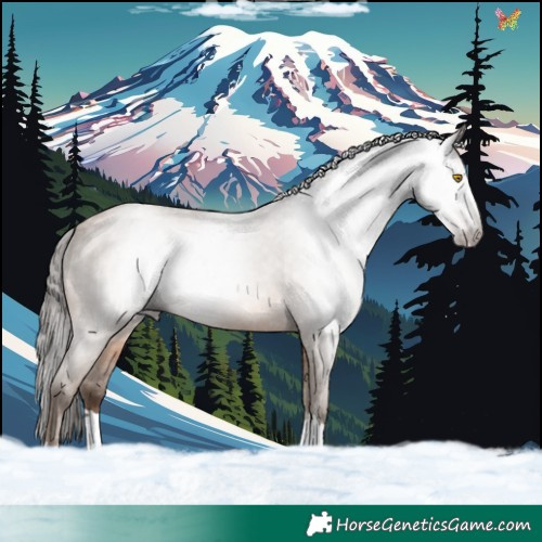 Horse Color:Gray Amber Champagne Appaloosa 
