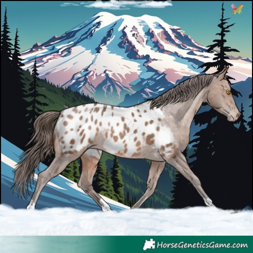 Horse Color:Sable Champagne Appaloosa 