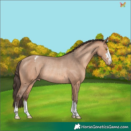 Horse Color:Sable Champagne Appaloosa Rabicano 