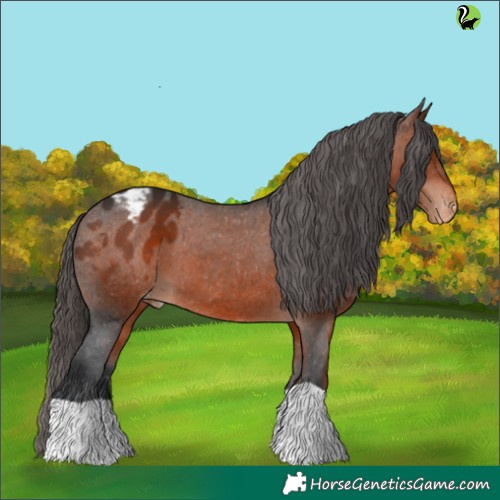 Horse Color:Brown Appaloosa 