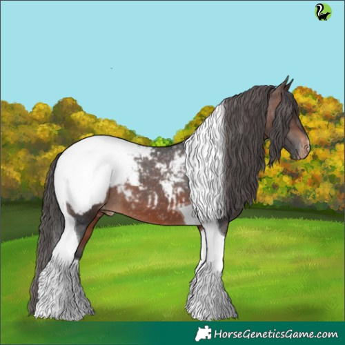 Horse Color:Brown Tobiano Appaloosa 