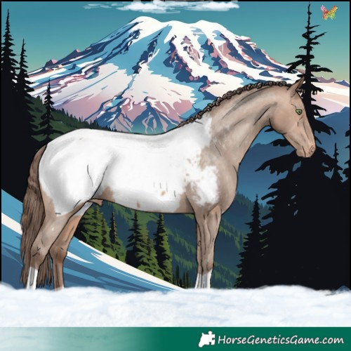 Horse Color:Sable Champagne Appaloosa 