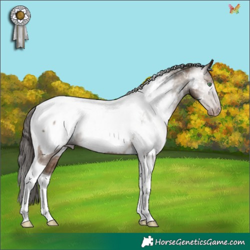Horse Color:Gray Sable Champagne Tobiano Appaloosa 