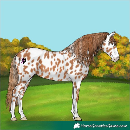 Horse Color:Chestnut Sabino Appaloosa