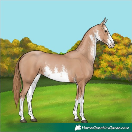 Horse Color:White Spotted Chocolate Black Pearl