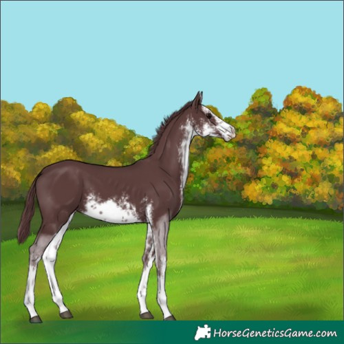 Horse Color:White Spotted Chocolate Black 