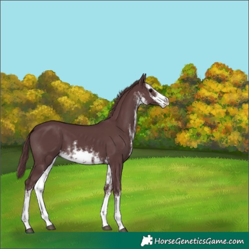 Horse Color:White Spotted Chocolate Black 