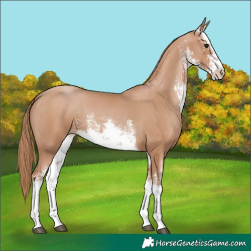 Horse Color:White Spotted Chocolate Black Pearl