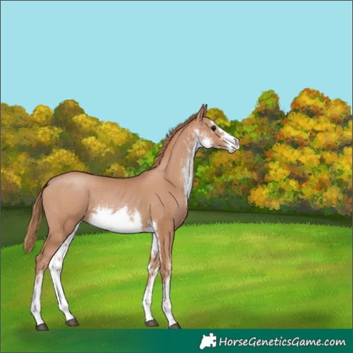 Horse Color:White Spotted Chocolate Black Pearl 