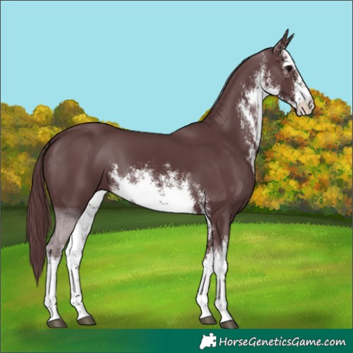 Horse Color:White Spotted Chocolate Black