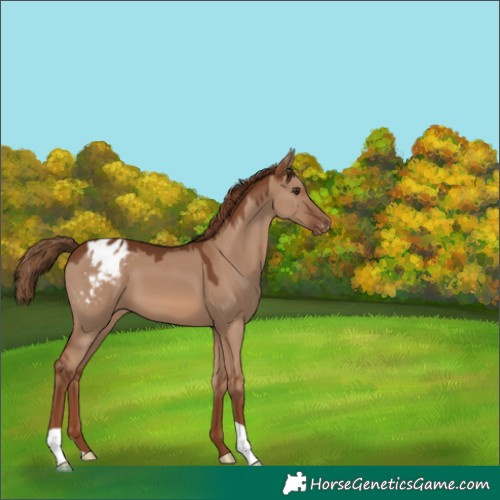 Horse Color:Red Dun Appaloosa 