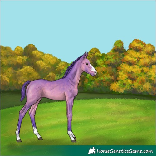 Horse Color:Watercolor Bay 