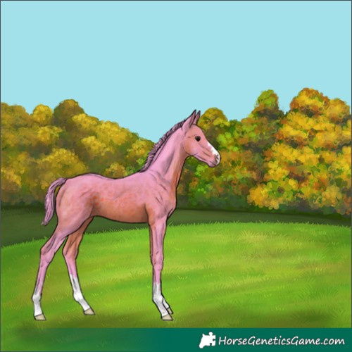 Horse Color:Watercolor Brown 
