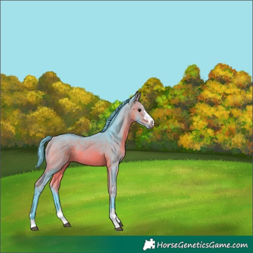Horse Color:Watercolor Bay 