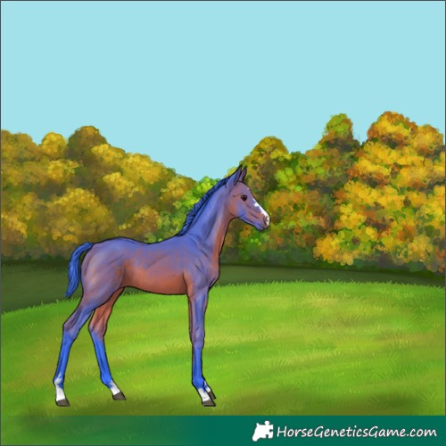 Horse Color:Watercolor Bay