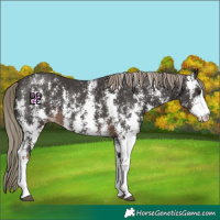 Horse Color:Liver Chestnut Mushroom Sabino