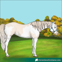 Horse Color:Perlino Splash and Perlino Splash