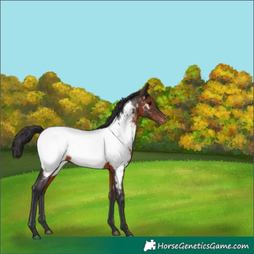 Horse Color:Brown Appaloosa 
