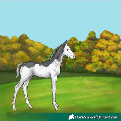 Horse Color:Silver Black Chinchilla Ice Splash 