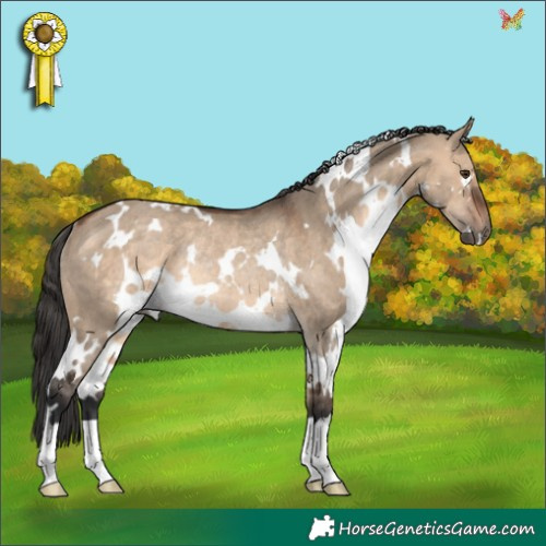 Horse Color:White Spotted Brown Dun Rabicano 