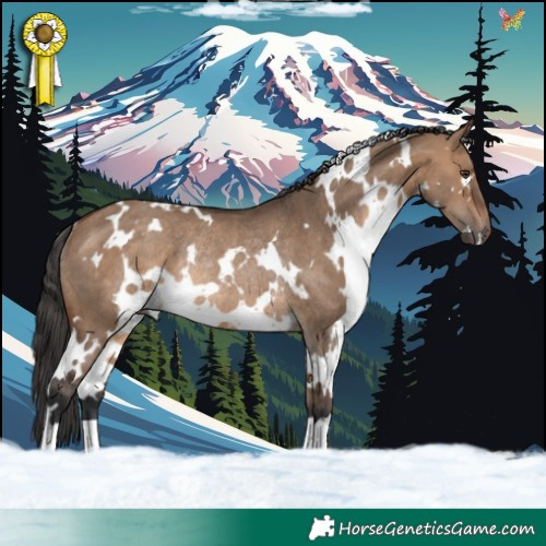Horse Color:White Spotted Brown Dun Rabicano 