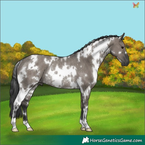 Horse Color:White Spotted Grullo Rabicano 