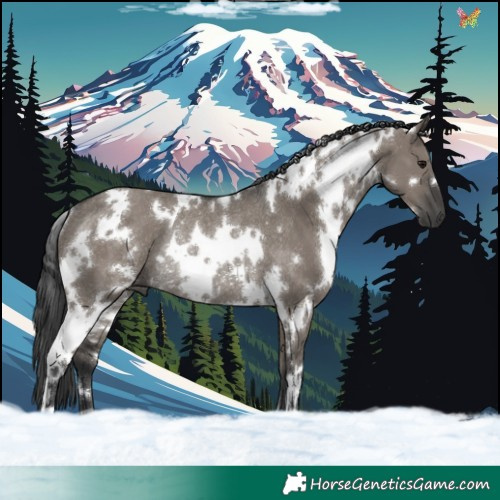 Horse Color:White Spotted Grullo Rabicano 