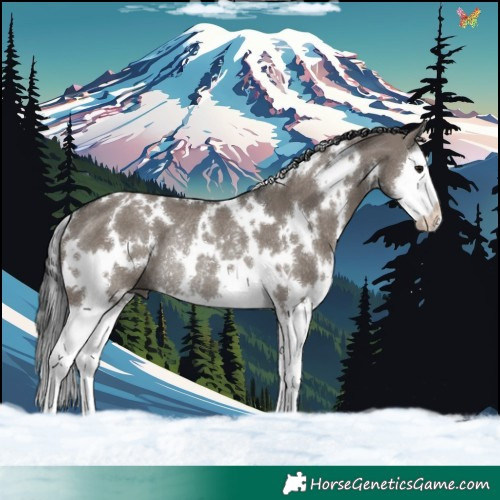 Horse Color:White Spotted Grullo Splash Rabicano 