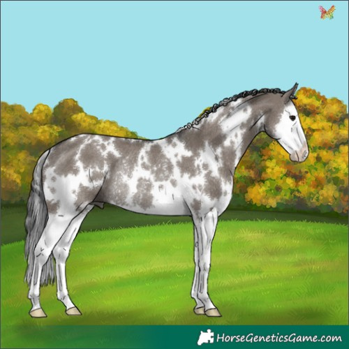 Horse Color:White Spotted Grullo Splash Rabicano 