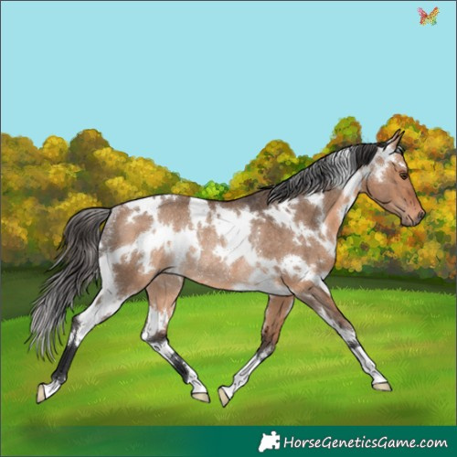 Horse Color:White Spotted Bay Dun Rabicano 