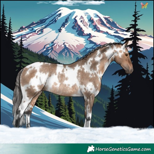 Horse Color:White Spotted Bay Dun Rabicano 
