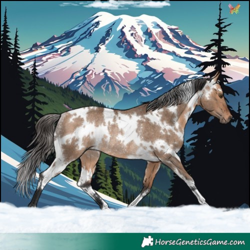 Horse Color:White Spotted Bay Dun Rabicano 