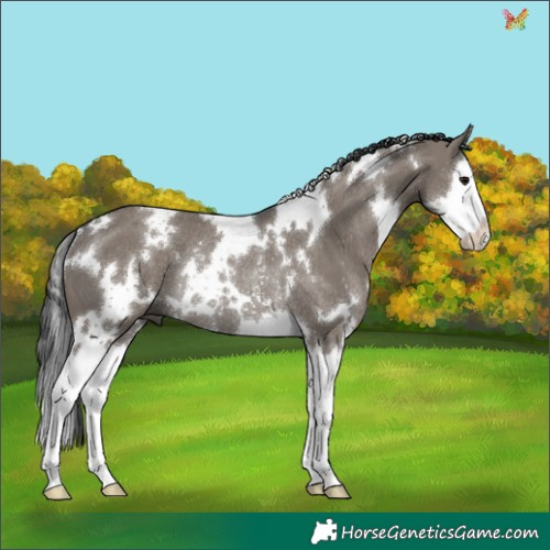 Horse Color:White Spotted Grullo Splash Rabicano 
