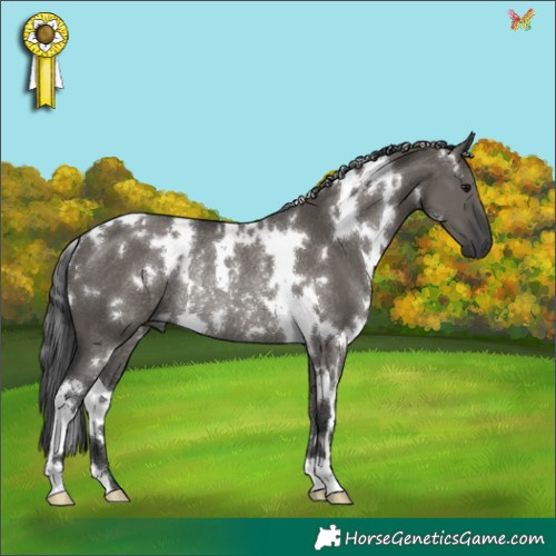Horse Color:White Spotted Grullo Rabicano 