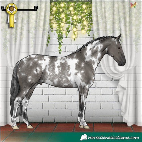 Horse Color:White Spotted Grullo Rabicano 