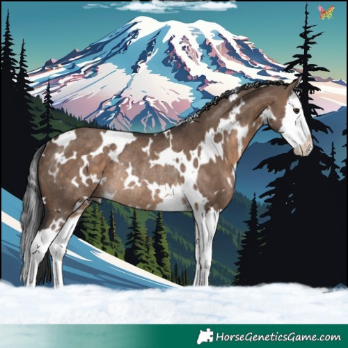 Horse Color:White Spotted Brown Dun Splash Rabicano 