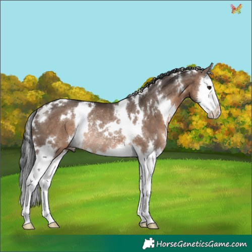 Horse Color:White Spotted Brown Dun Splash Rabicano 
