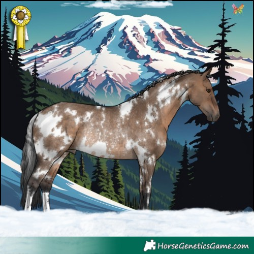 Horse Color:White Spotted Brown Dun Rabicano 