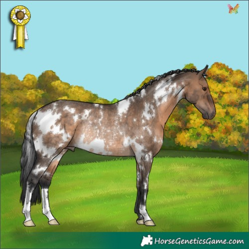 Horse Color:White Spotted Brown Dun Rabicano 