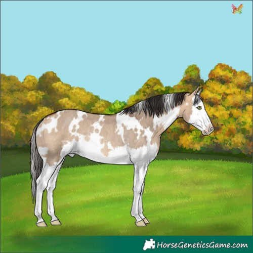 Horse Color:White Spotted Bay Dun Splash Rabicano 