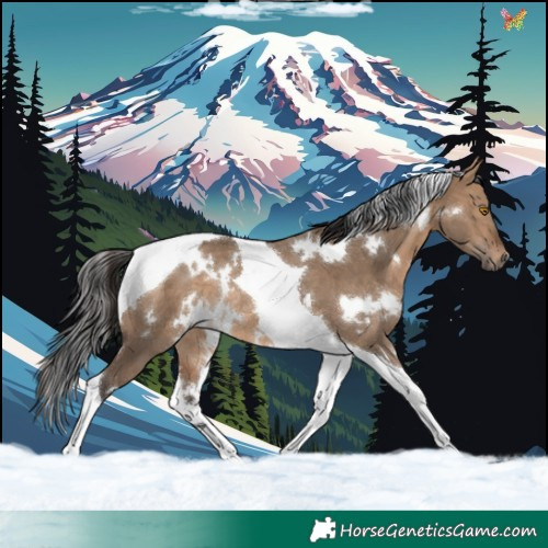 Horse Color:White Spotted Brown Dun Tobiano Rabicano 