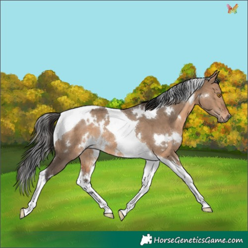 Horse Color:White Spotted Brown Dun Tobiano Rabicano 