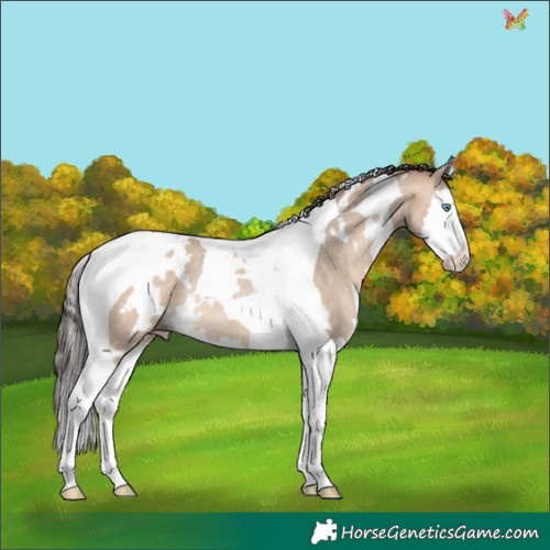 Horse Color:White Spotted Sable Champagne Dun Splash Tobiano Rabicano 