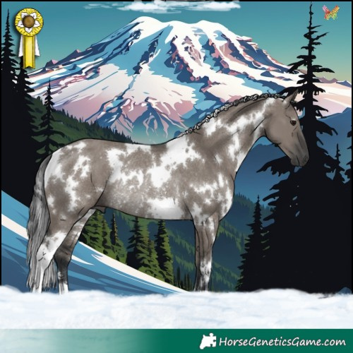 Horse Color:White Spotted Grullo Rabicano 