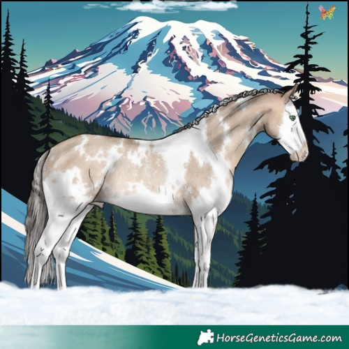 Horse Color:White Spotted Amber Champagne Dun Splash Rabicano 