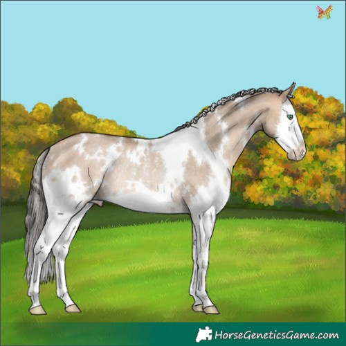 Horse Color:White Spotted Amber Champagne Dun Splash Rabicano 